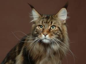 As their name suggests, maine coon cats are native to the pine tree state. Maine Coon - Information, Health, Pictures & Training Pet Paw