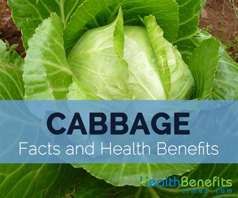 Cabbage Facts Health Benefits And Nutritional Value