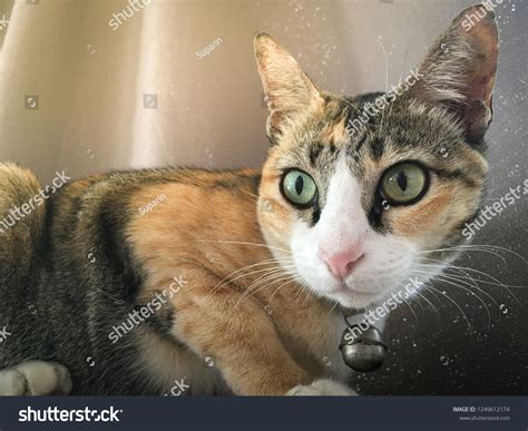 Curious Calico Cat Looking Half Standing Stock Photo 1249612174