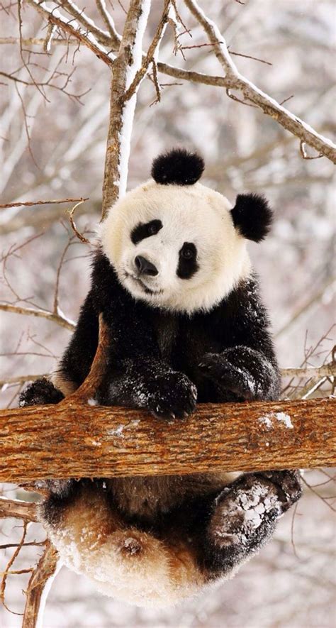 Cute Panda In Snow Panda Bear Panda In Snow Panda