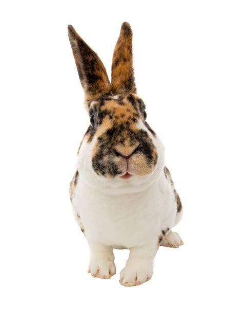 Smiling Spotted Rabbit Isolated On A White Stock Image Image Of