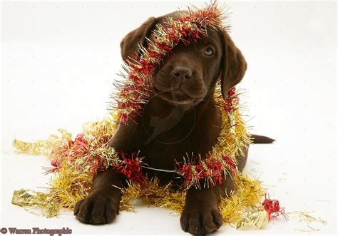 Christmas Chocolate Lab Christmas Tinsel Christmas Dog Christmas