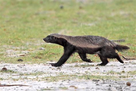 Honey Badger Photos Honey Badger Images Nature Wildlife Pictures