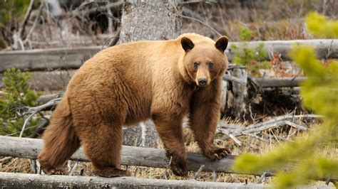 The Science Of Cinnamon Black Bears Meateater Conservation