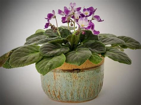 African Violet Pot Ready To Ship 2 Pc Self Watering Planter Etsy