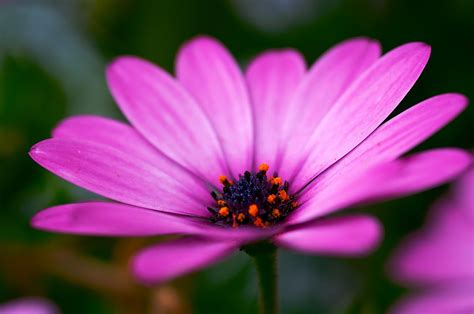 Pink Flower Hd Wallpaper Wallpaper Flare