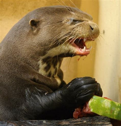 It looks like my college roomates dog that got in to the grease tray from the george foreman grill. Evil Looking Otter Eats Watermelon (Picture Gallery) (With ...