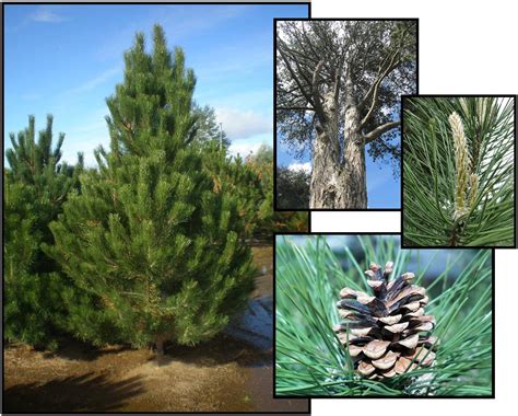 Find out about the distinct features of the austrian pine that have made it a favorite for landscaping. AUSTRIAN PINE - Hinsdale Nurseries