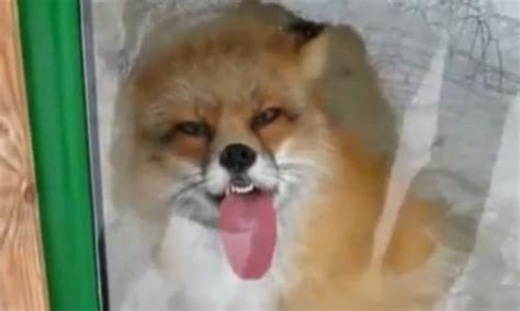 Cheeky Window Licking Fox Becomes An Internet Sensation Daily Mail Online