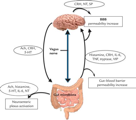 Gut Microbiota Brain Axis And Its Effect On Neuropsychiatric Disorders