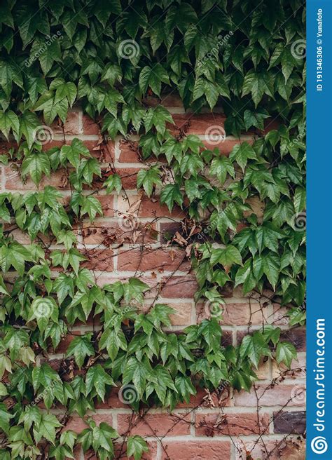 Background Textured Brick Wall Climbing Plant Ivy Stock Photo Image