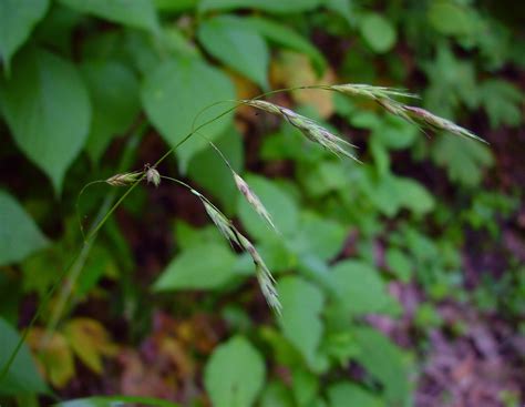 Schizachne purpurascens (false melic grass): Go Botany