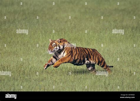 Bengal Tiger Panthera Tigris Running In Field India Stock Photo Alamy