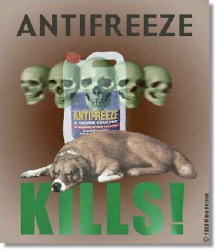 Cat owners were today warned to be vigilant and. Antifreeze Poisoning in Pets | Beesferryvet's Blog
