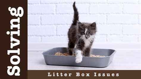 Solving Litter Box Issues Youtube