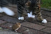 Katze und Maus Foto & Bild | tiere, katze; maus, natur Bilder auf ...