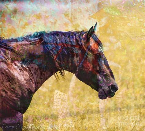 Cowgirl Dreamin Photograph By Toma Caul Fine Art America