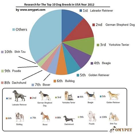 Top 10 Dog Breeds 2012 Infographic Top 10 Dog Breeds Dog Breeds Dog