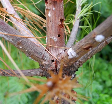 Nc Forest Service Warns About Insect Damage To Eastern White Pines