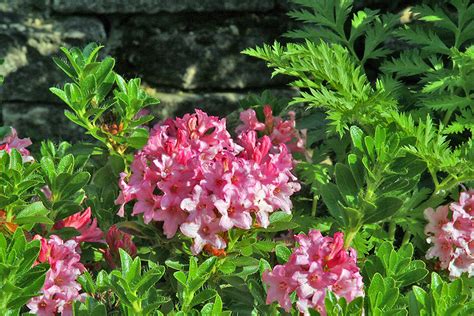 Ich wünsche euch ebenfalls einen schönen und sonnigen sonntag! Rhododendron hirsutum - Bewimperte Alpenrose im Alpinum ...