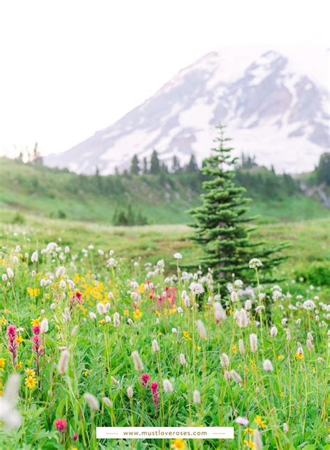 Spectacular Wildflowers At Mount Rainier National Park