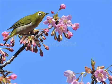 Japanese White Eye On Cherry Blossoms Stock Image Image Of Branch