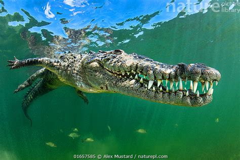 Stock Photo Of American Crocodile Crocodylus Acutus Shows Off Its