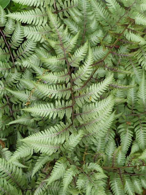 Zone4 fitness has devised the ultimate in workout. 4 Plant, Cold Hardy Fern Mix (zone 7b-10) - Urban Perennials