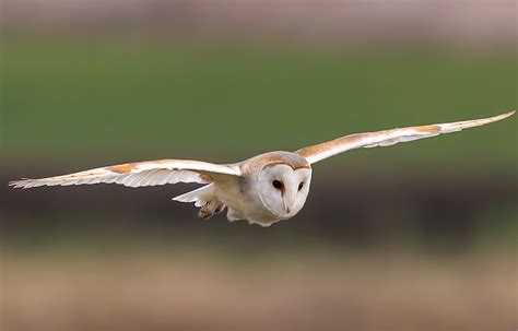 Barn Owls Greenscape Environmental