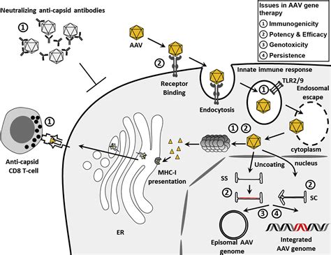 Emerging Issues In Aav Mediated In Vivo Gene Therapy Molecular Therapy