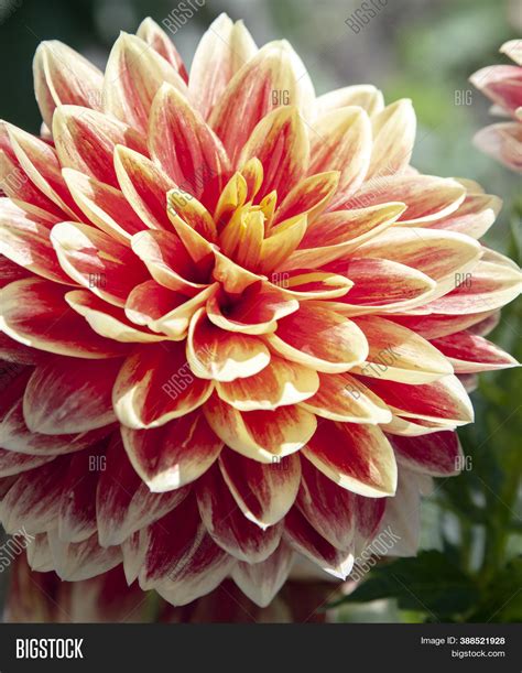 Red Yellow Dahlia Image And Photo Free Trial Bigstock