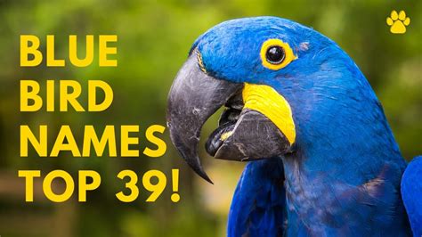 🐦 Blue Bird Names 🌿 39 Best 🌿 Top 🌿 Great Names For Blue Birds Names