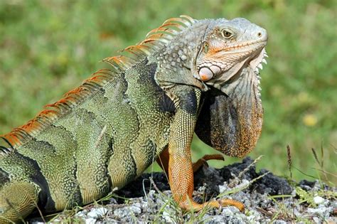 Descubre Los Fascinantes Reptiles Información Tipos Y Hábitos