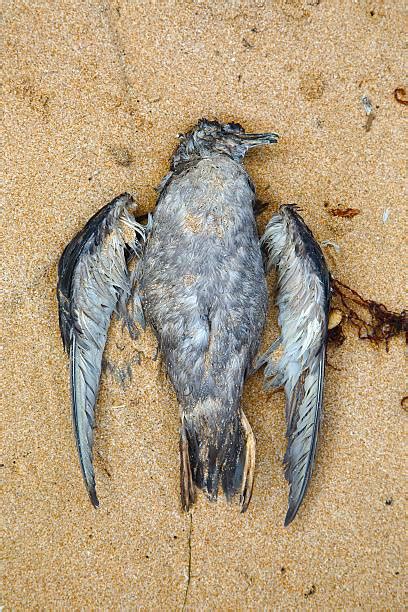 Best Dead Bird Stock Photos Pictures And Royalty Free Images Istock