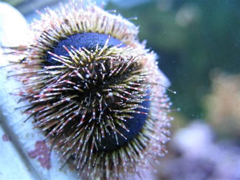 Sea Urchins In The Saltwater Tank RateMyFishTank Com