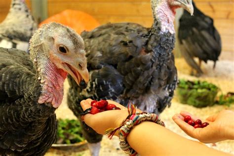 Turkeys Cuddle And Here Are The Photos To Prove It Peta