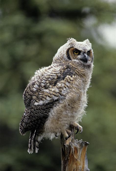 Usa Alaska Juvenile Great Horned Owl Photograph By Gerry Reynolds