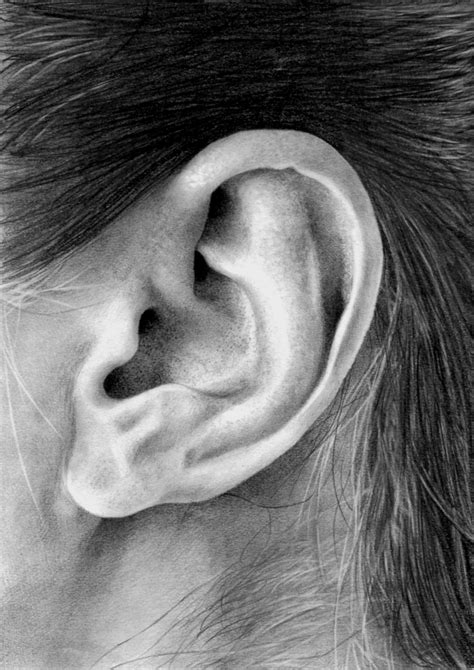 Ear Study By Bannanapower On Deviantart
