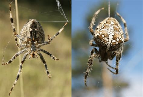 The Nhbs Guide To Uk Spider Identification