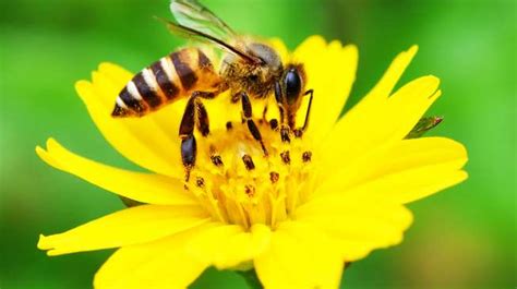 Gawat Lebah Terancam Punah