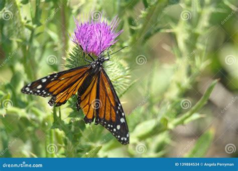 Monarch Butterfly On A Thistle Stock Photo Image Of Onopordum Scotch