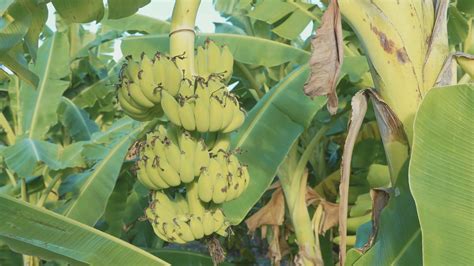 Bananas Growing On Tree At Bananas Plantation Stock Video Footage