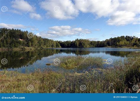 Rural Summer Landscape With Still Lake With Backwater And Birch Forest