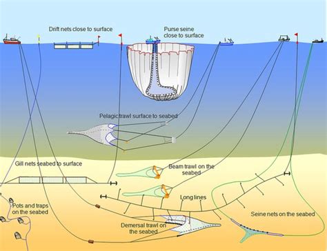 Check spelling or type a new query. What is Overfishing - Panic in the North Atlantic