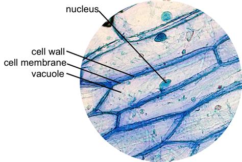 The role and function of the plasma membrane; The Cell — The Biology Primer