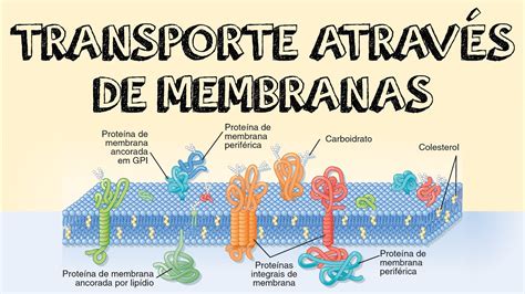 Mapa Conceptual Tema 2ii Transporte A De Membranas Celulares Transporte
