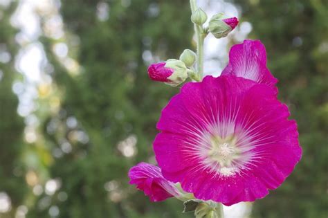 How To Grow Hollyhocks From Seed Ehow
