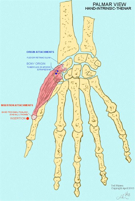 In this article, we report the presence of a superficial portion of the apb muscle and its relationship and. ABDUCTOR DIGITI MINIMI (FOOT)