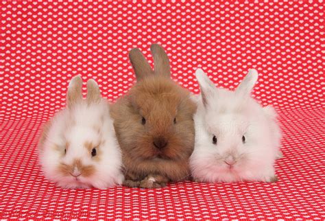 Cute Baby Bunnies Sitting On Red Hearts Background Photo Wp37839