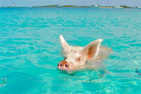 Cute Friendly Swimming Pigs In Bahamas
